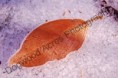 /album/photogallery/dsc-0128-watermarked-jpg/